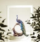 Peacock’s Glory Home Decoration Showpiece
