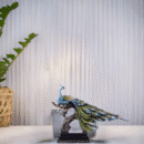 Peacock’s Glory Home Decoration Showpiece